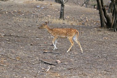 Ranthambore Ulusal Parkı 'ndaki Chital Geyiği, Hindistan