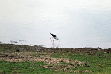 Ranthambore Ulusal Parkı, Hindistan 'da Kara Kanatlı Stilt yürüyor.