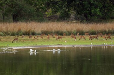Rathambore Ulusal Parkı, Hindistan 'da Satranç Geyiği Sürüsü