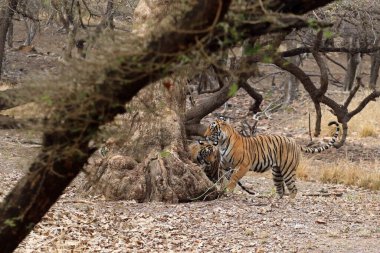 Bengal kaplanı ve yavrusu Ranthambore Ulusal Parkı, Hindistan 'da
