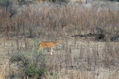 Ranthambore Ulusal Parkı 'ndaki Chital Geyiği, Hindistan