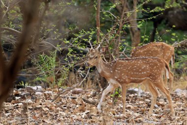 Rathambore Ulusal Parkı, Hindistan 'da Satranç Geyiği Sürüsü