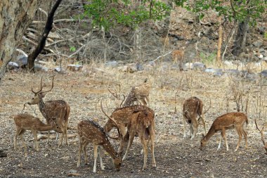 Rathambore Ulusal Parkı, Hindistan 'da Satranç Geyiği Sürüsü