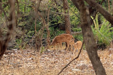 Rathambore Ulusal Parkı, Hindistan 'da Satranç Geyiği Sürüsü