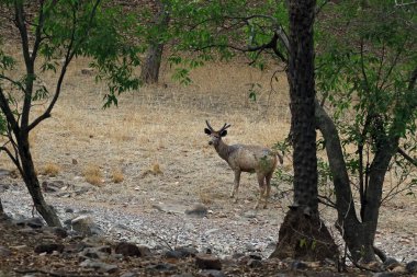 Ranthambore Ulusal Parkı, Hindistan 'da genç sambar geyiği.