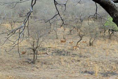 Rathambore Ulusal Parkı, Hindistan 'da Satranç Geyiği Sürüsü