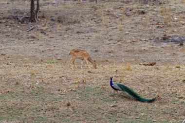 Ranthambore Ulusal Parkı 'ndaki Chital Geyiği, Hindistan