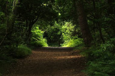 Jogasaki Ormanı, Izu Yarımadası, Japonya