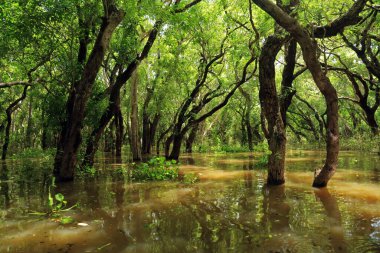 Su baskını ormanı, Kompong Khleang, Tonle Sap, Kamboçya 