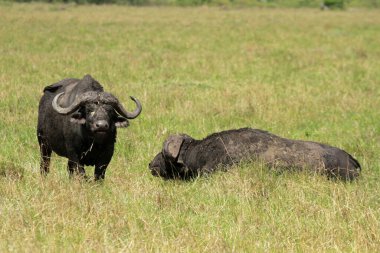 Buffalo, Masai Mara Ulusal Rezervi, Kenya
