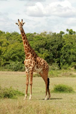 Zürafalar, Masai Mara Ulusal Rezervi, Kenya