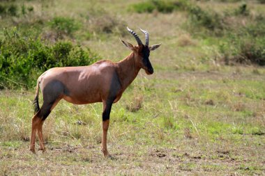 Tsessebe, Masai Mara Ulusal Rezervi, Kenya
