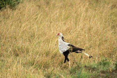 Sekreter Kuş, Masai Mara Ulusal Rezervi, Kenya