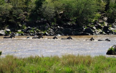 Masai Mara göçü sırasında nehri geçen Zebralar, Kenya 