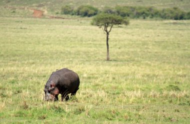 Hippopotam, Masai Mara Ulusal Rezervi, Kenya
