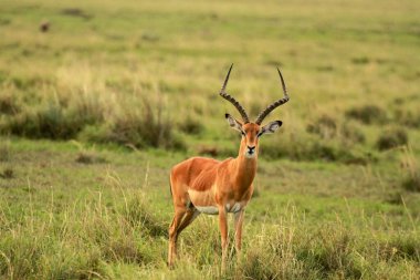 Impala, Masai Mara Ulusal Rezervi, Kenya