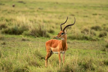 Impala, Masai Mara Ulusal Rezervi, Kenya