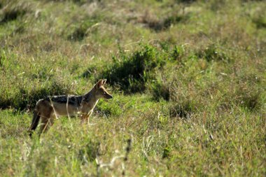 Siyah sırtlı çakal, Mugie Sığınağı, Kenya