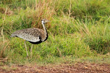 Siyah Göbekli Bustard, Masai Mara Ulusal Parkı, Kenya