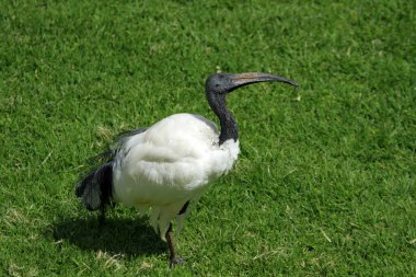Afrika kutsal aynası, Kenya Dağı bölgesi, Kenya