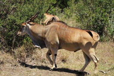 Eland, Mugie Vahşi Yaşam Sığınağı, Kenya