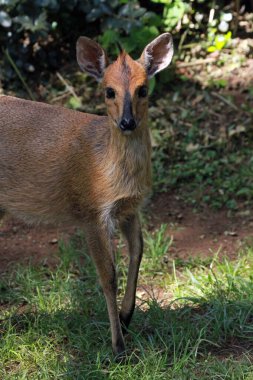 Tsessebe, Masai Mara Ulusal Rezervi, Kenya