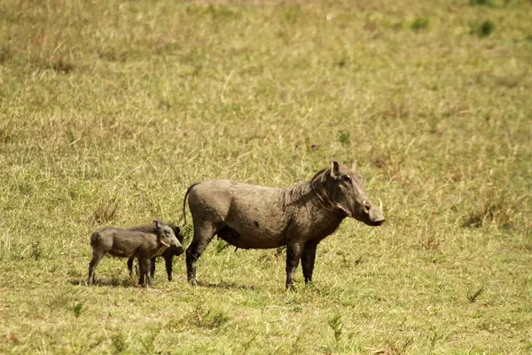 Yaban domuzları, Masai Mara Ulusal Parkı, Kenya