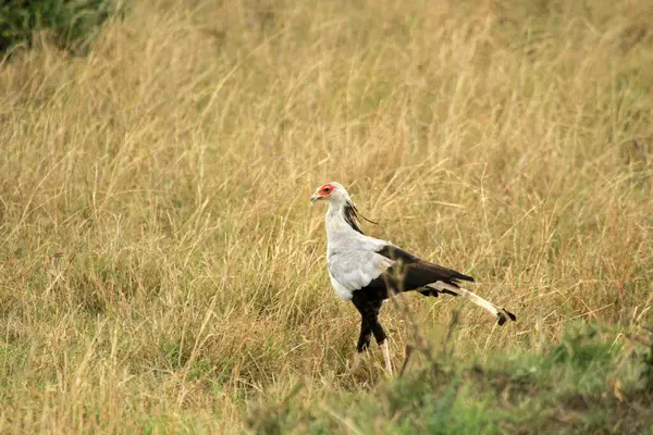 Sekreter Kuş, Masai Mara Ulusal Rezervi, Kenya
