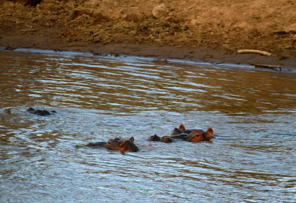 Hippopotam, Masai Mara Ulusal Rezervi, Kenya
