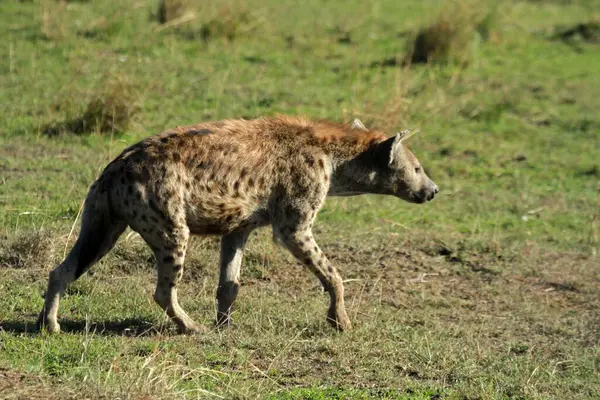 Benekli Sırtlan, Masai Mara Ulusal Rezervi, Kenya