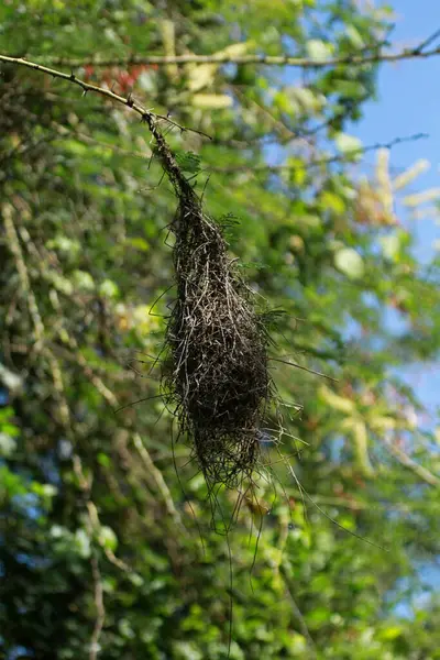 Kırmızı gagalı Quelea Yuvası, Mugie Tapınağı, Kenya
