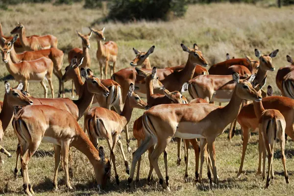 Impala dişisi, Yaşlı Pejeta Koruma, Kenya