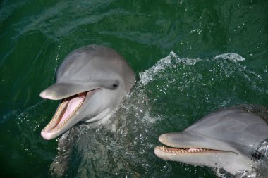 Yunuslar, Cayo Blanco, Küba