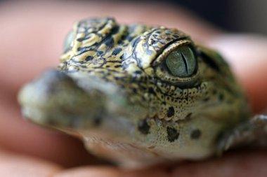 Küba timsahı, Zapata Bataklığı, Zapata Yarımadası, Küba