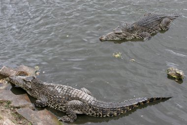 Küba timsahı, Zapata Bataklığı, Zapata Yarımadası, Küba