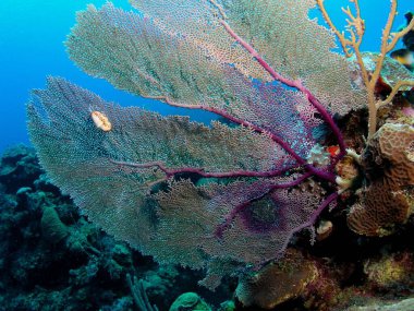 Purple sea fan in Bay of Pigs, Küba, under-water foto