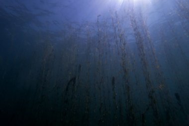 Makedonya 'daki Ohri Gölü sualtı manzarası