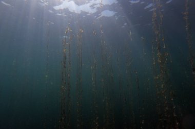 Makedonya 'daki Ohri Gölü sualtı manzarası