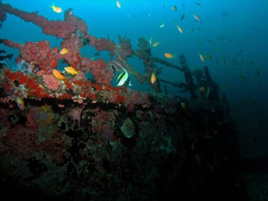 Arap denizindeki Halaveli enkazı, Ari Atoll, Maldivler, sualtı fotoğrafı