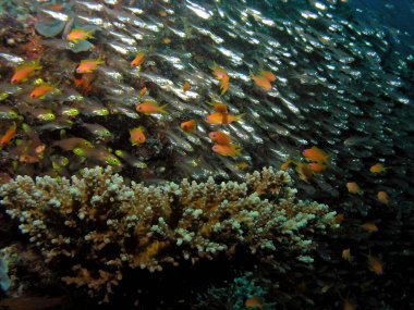 Arap Denizi 'ndeki Hardyhead gümüşü, Baa Mercan, Maldivler, sualtı fotoğrafı