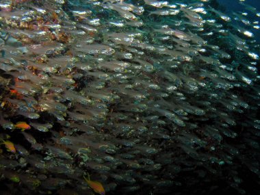 Arap Denizi 'ndeki Hardyhead gümüşü, Baa Mercan, Maldivler, sualtı fotoğrafı