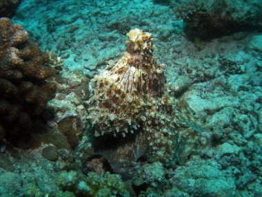 Arap denizindeki resif ahtapotu, Baa Atoll, Maldivler, sualtı fotoğrafı