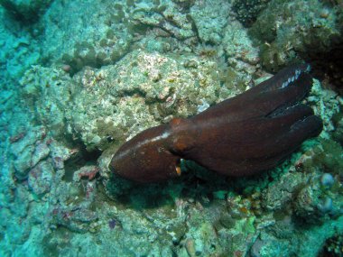 Arap denizindeki resif ahtapotu, Baa Atoll, Maldivler, sualtı fotoğrafı
