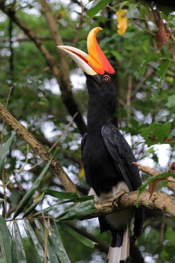 Gergedan Hornbill, Kuala Lumpur, Malezya