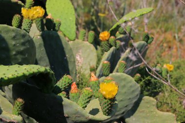 Opuntia, Prickly armut, Gozo, Malta