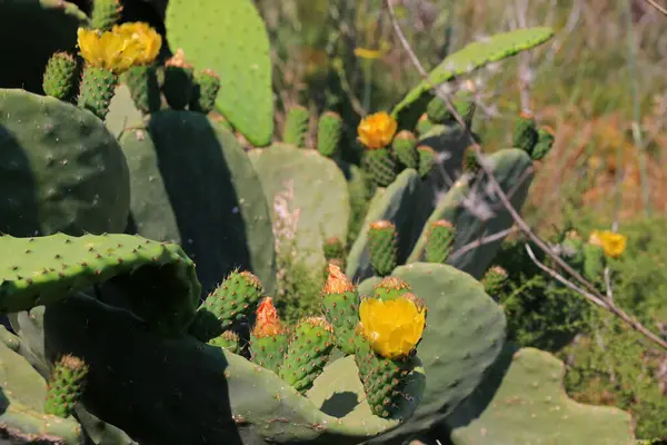 Opuntia, Prickly armut, Gozo, Malta