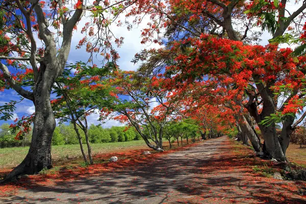 Mauritius 'ta ateş ağaçları