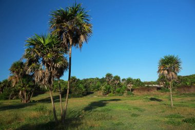 Tulum bölgesinin Maya harabeleri yakınlarındaki manzarası, Yucatan, Meksika