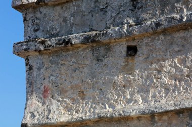 Tulum kompleksindeki İguana kertenkelesi, Yucatan, Meksika
