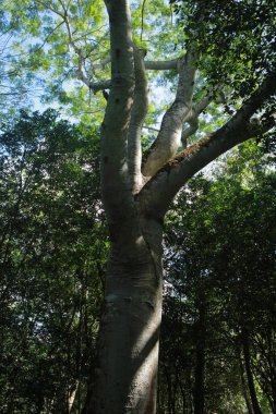 Meksika ormanlarında Ceiba ağacı, Yucatan, Meksika